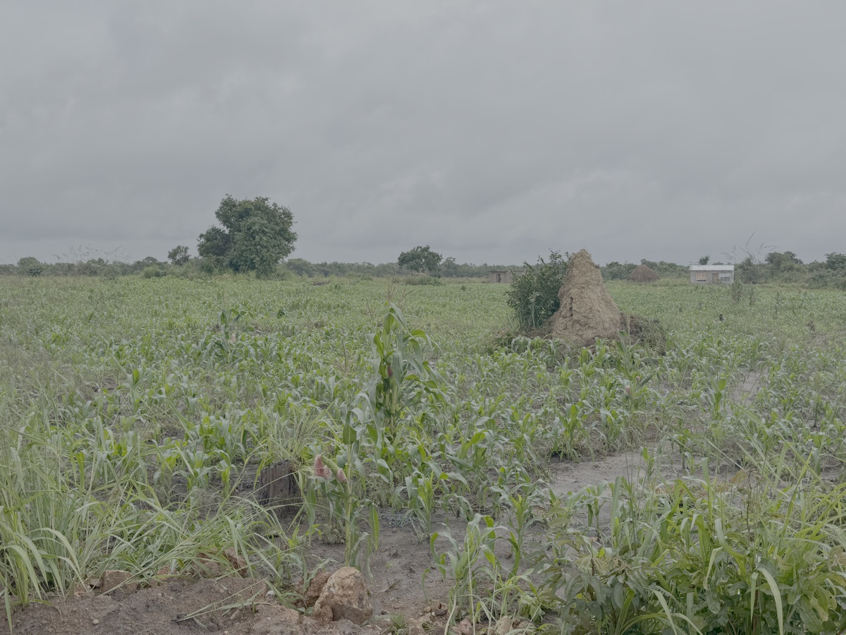 Voor het eerst sinds ik Zambia bezoek is hier alles groen. Op de foto zie je op de voorgrond een mierenheuvel met in de achtergrond een drietal kleine huizen