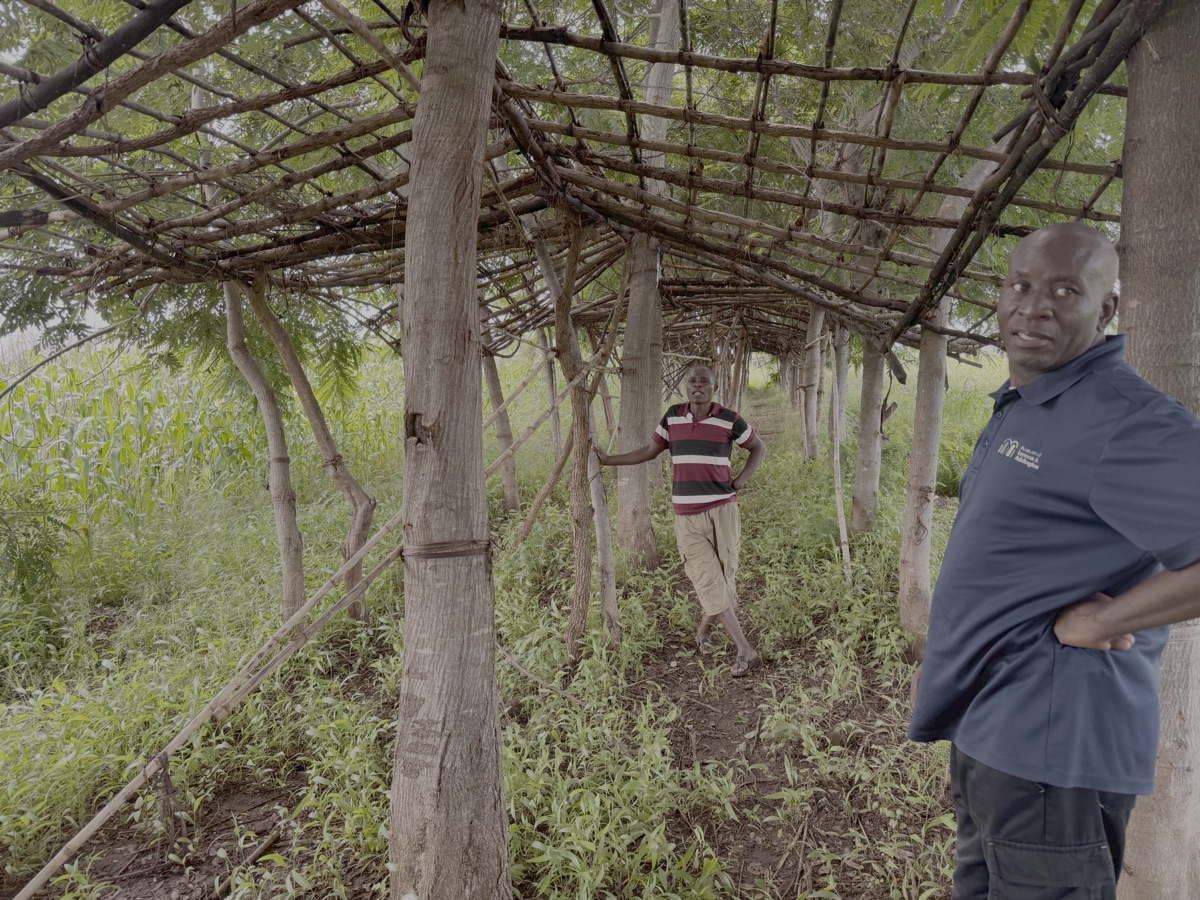 Headman Yohane in een open schuur om tabak te drogen. De palen worden gevormd door levende bomen (cage trees). Rechts Felix Chanda