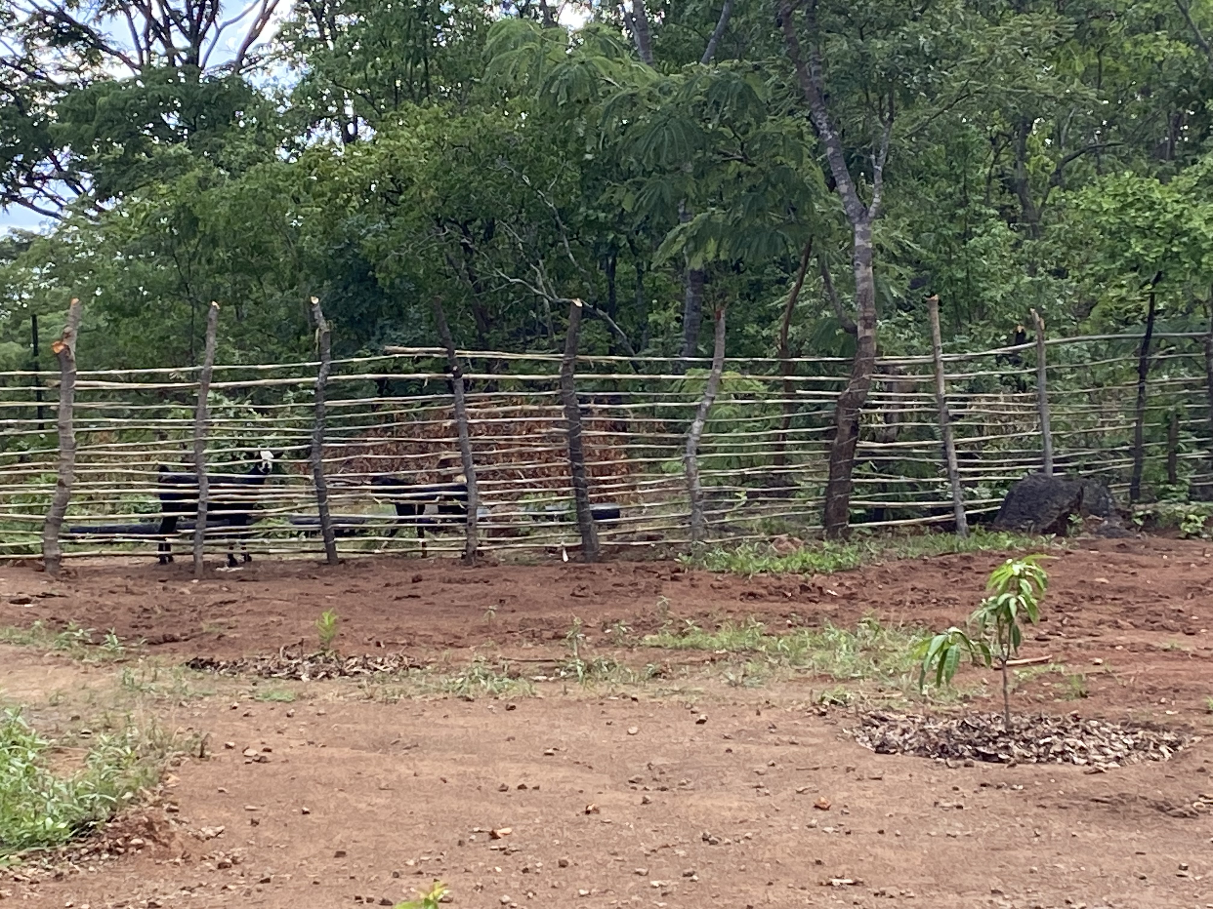 Iedere tuin moet worden beschermd door een hek ivm met loslopende geiten