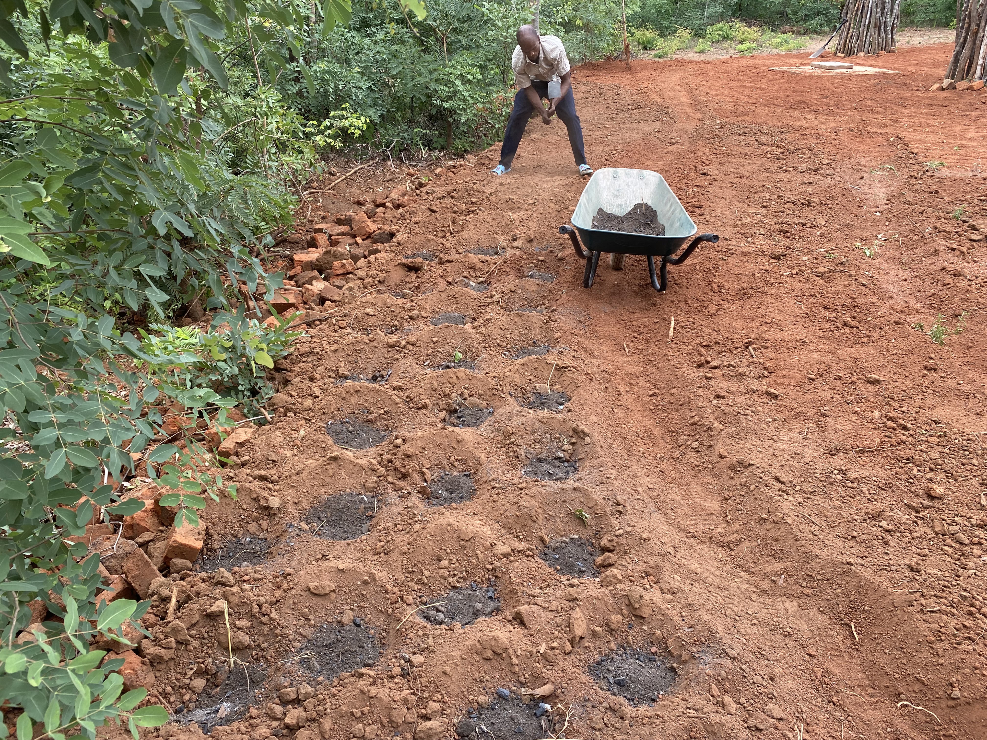 Planten van aardappels aan het begin van het regenseizoen in 2023. Compost wordt per plant toegedient.