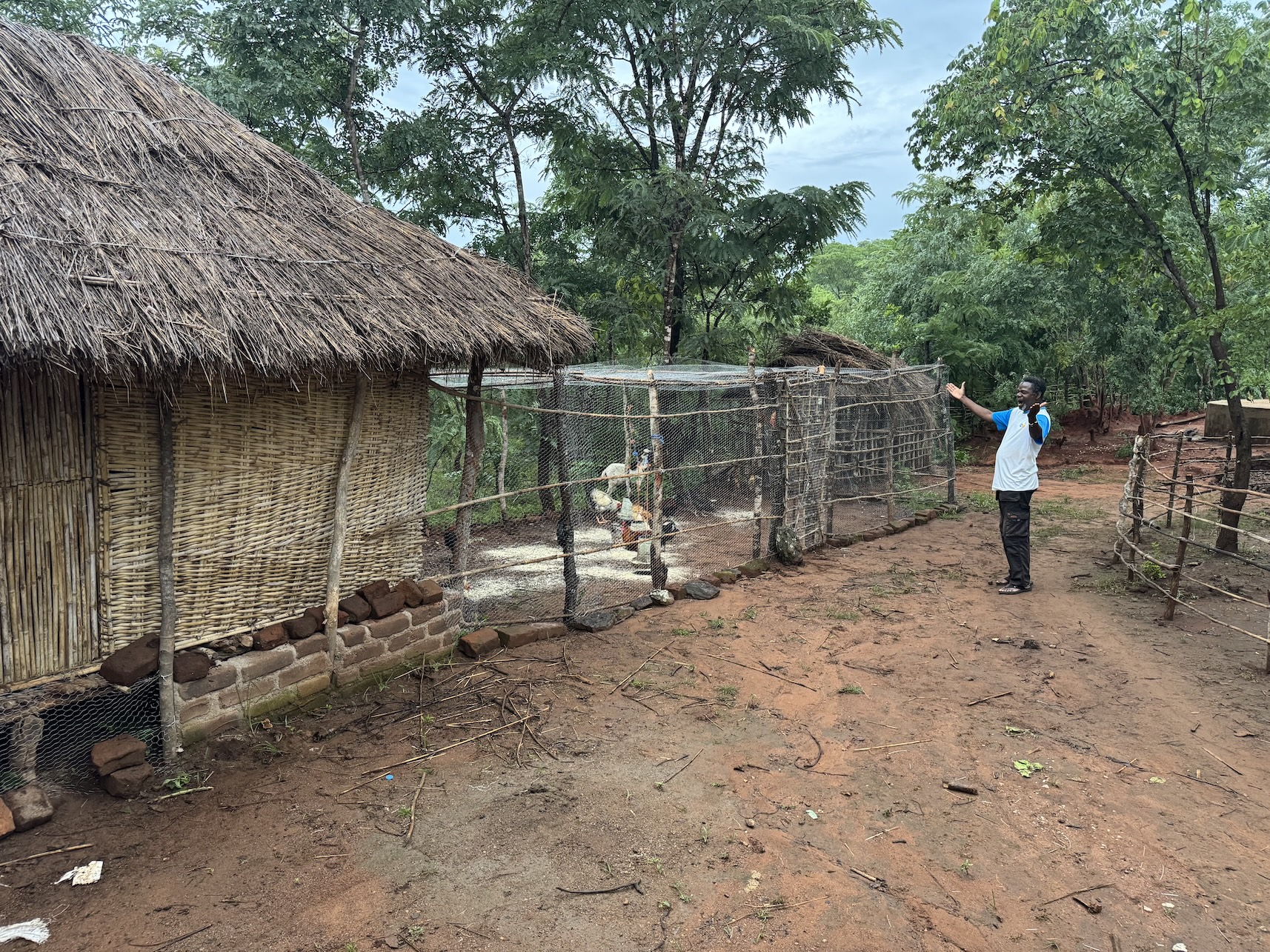 Kippenhok ren in onze organische tuin