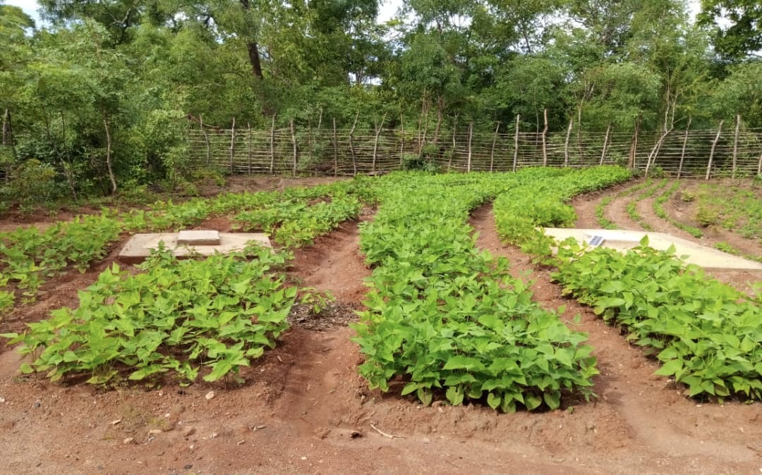 Pindas en bonen in onze tuin