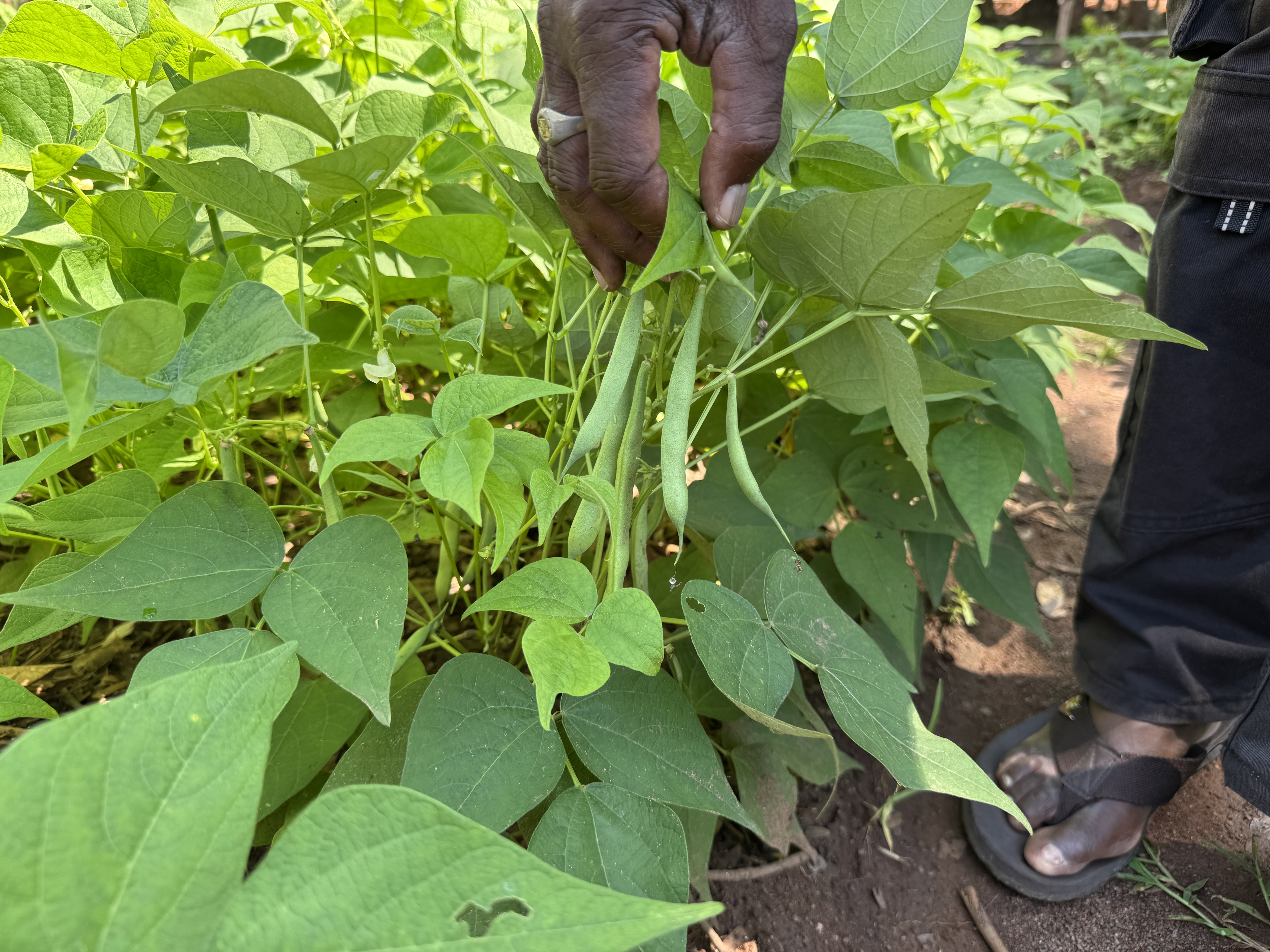 Bonen vlak voor de oogst. 