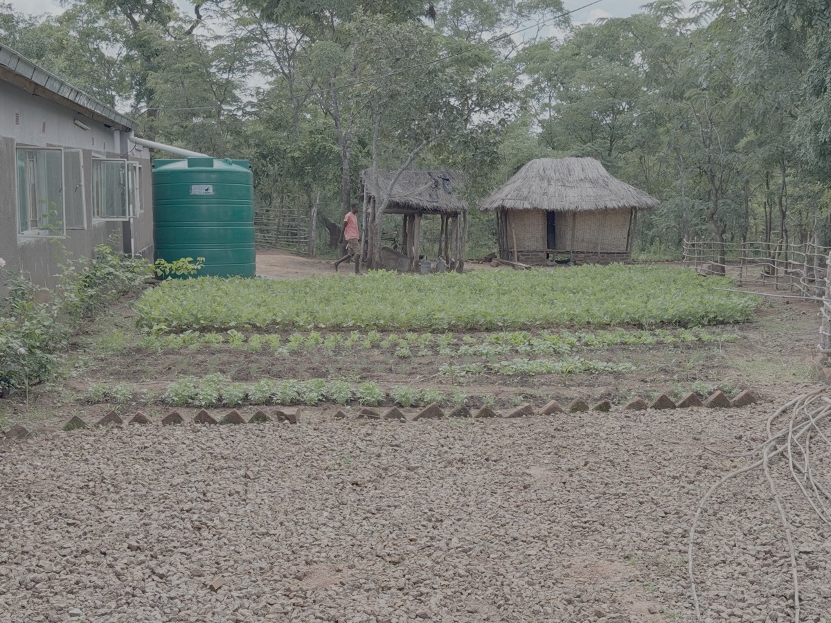 Onze tuin en kippenhok. Hier verbouwen we gewassen en geven we trainingen. Het voedsel dat we verbouwen is ter ondersteuning van onze programmas.