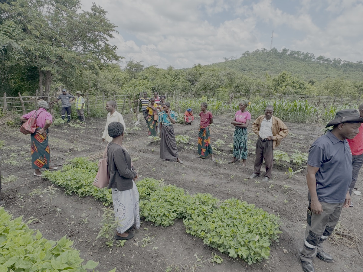 Organische tuin in Gundani. Heel goed grond. Het reservoir ligt er vlak achter