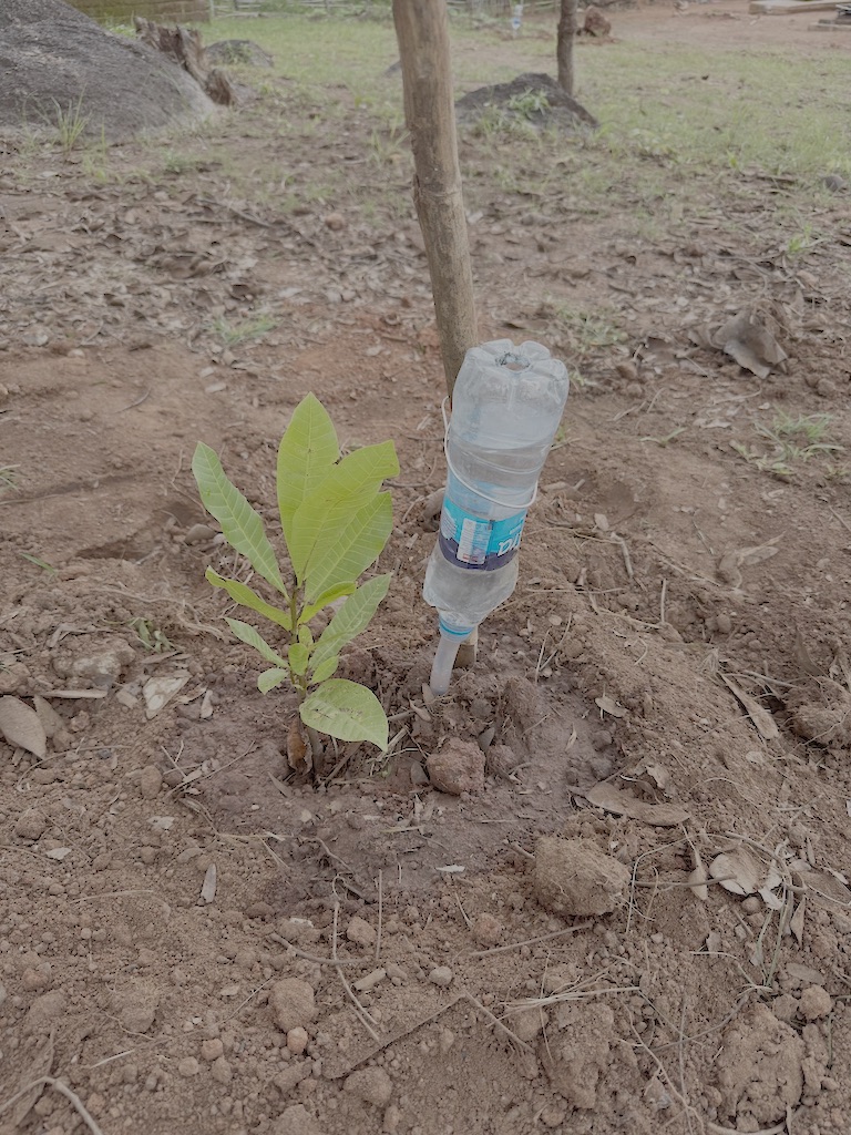Het water wordt bijgevuld door het gaat aan de bovenkant van de omgekeerde fles. Vooral voor jonge boompjes is deze methode heel geschikt